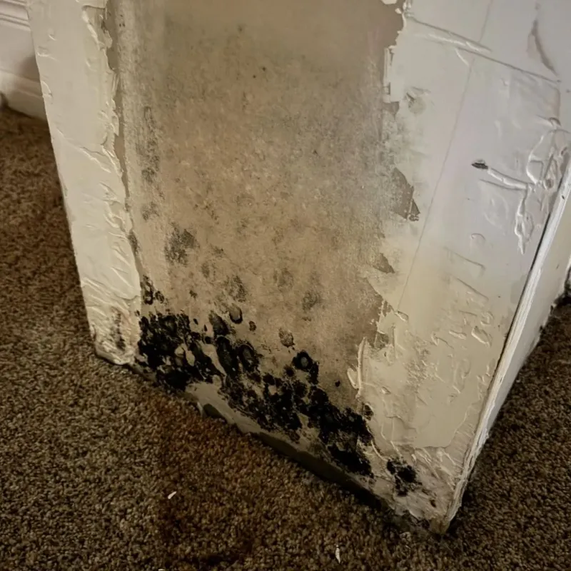 Professional Mold Removal in Putnam County, TN